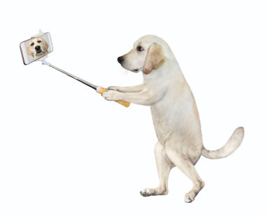 Monopod 'lu bir köpek selfie çekiyor. Beyaz arka plan. İzole edilmiş.