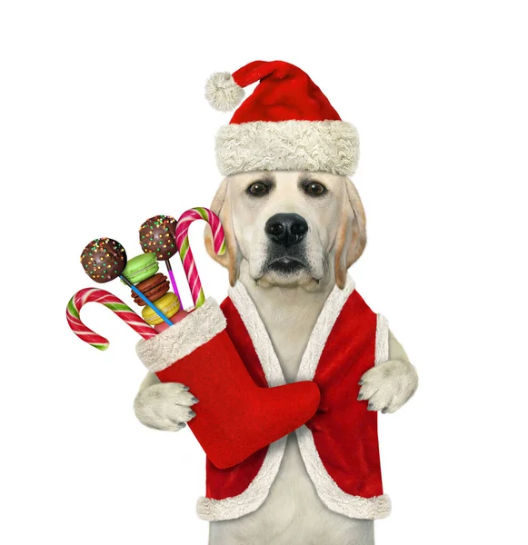 Perro Vestido Papá Noel Sostiene Una Bota Navidad Llena Dulces — Foto de Stock
