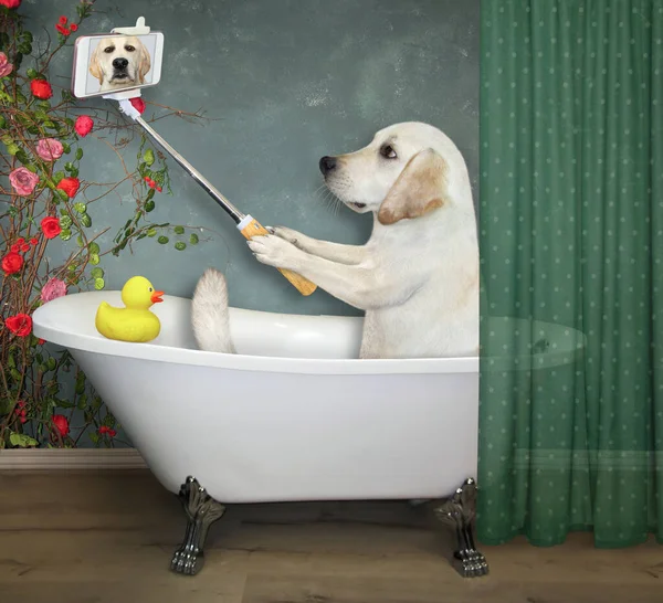 Pies Monopodem Bierze Kąpiel Robi Selfie Łazience — Zdjęcie stockowe