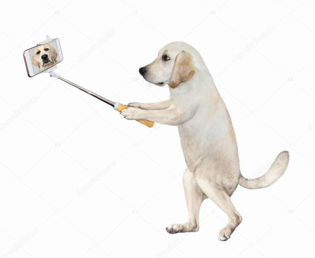 A dog with a monopod is taking selfie. White background. Isolated.