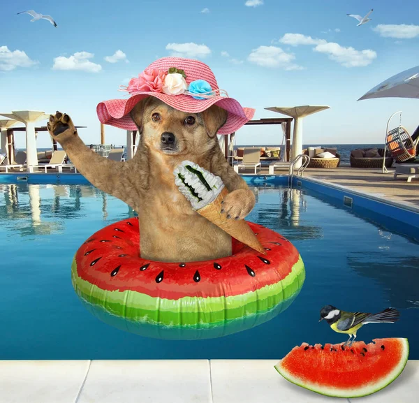 A dog in a pink straw hat is eating an ice cream cone with watermelon in a swimming pool at a beach resort.