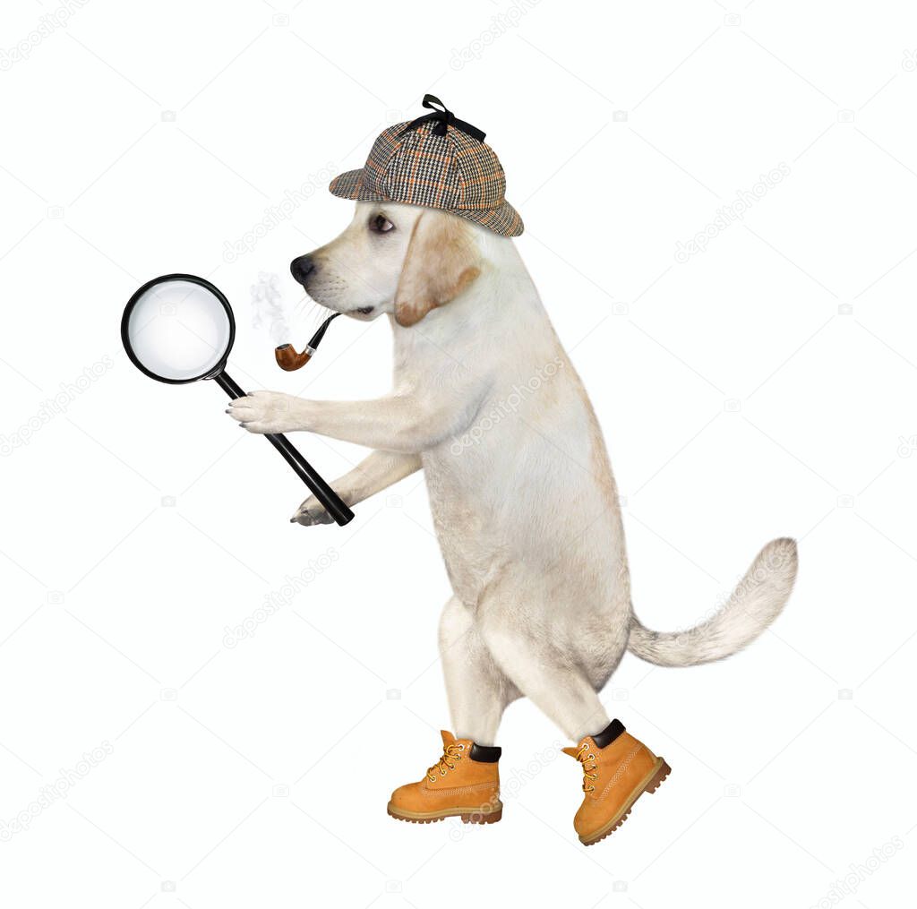 A dog detective in a plaid hat and shoes is holding a big magnifying glass. White background. Isolated.
