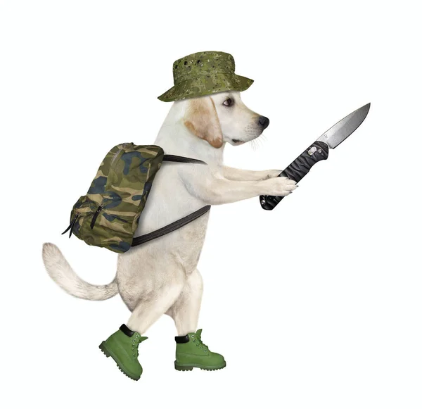 Ein Hund Militäruniform Geht Mit Einem Messer Spazieren Weißer Hintergrund — Stockfoto
