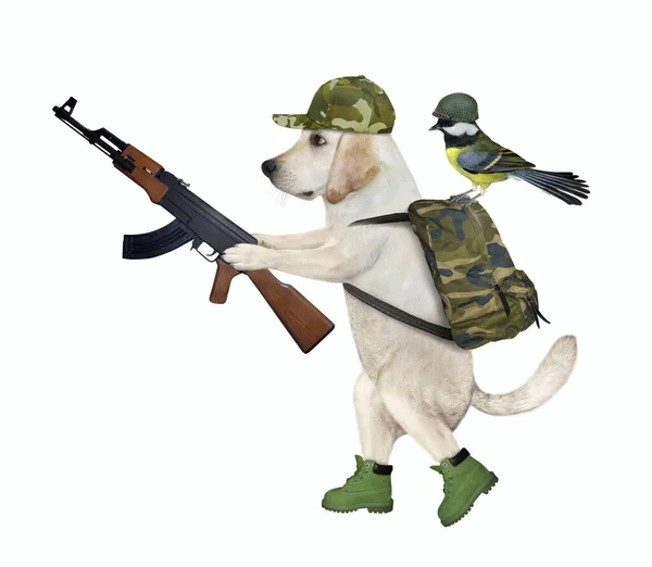Ein Hund Militäruniform Geht Mit Einem Sturmgewehr Spazieren Weißer Hintergrund — Stockfoto