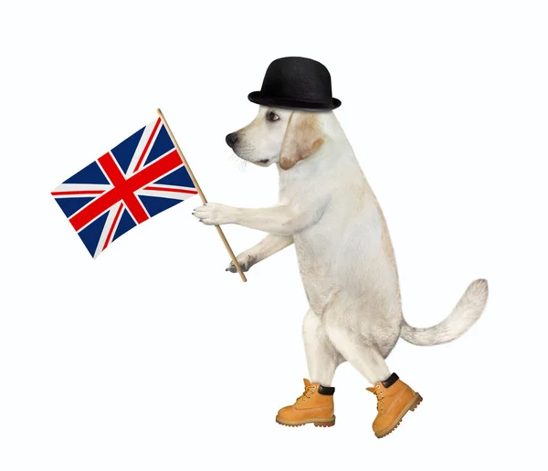 Cão Chapéu Preto Tem Bandeira Inglaterra Fundo Branco Isolados — Fotografia de Stock