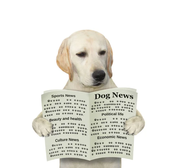 Pies Trzyma Otwartą Gazetę Czyta Białe Tło Izolacja — Zdjęcie stockowe