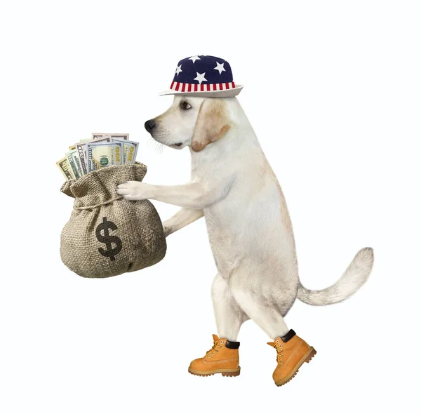 Egy Hazafias Kalapos Kutya Sétál Egy Zsák Amerikai Dollárral Fehér — Stock Fotó