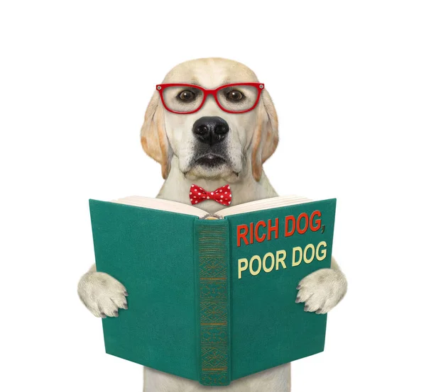 Pies Czerwonej Muszce Okularach Trzyma Otwartą Książkę Czyta Białe Tło — Zdjęcie stockowe