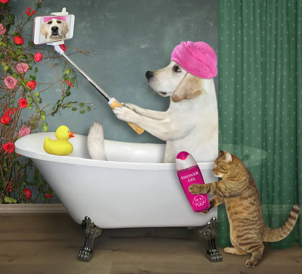 Dog Pink Towel Its Head Taking Bath Making Selfie Cat — Stock Photo, Image