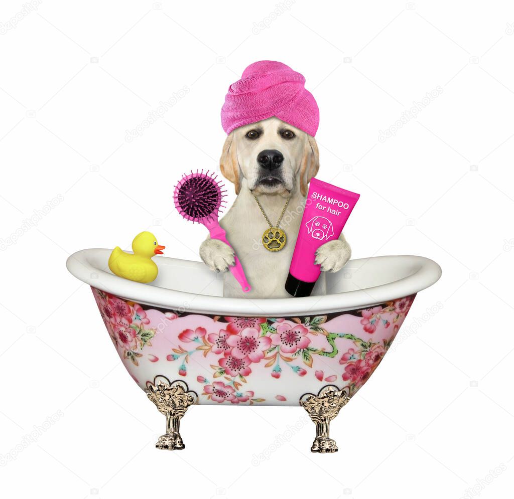 A dog with a pink towel around its head is taking a bath. White background. Isolated.
