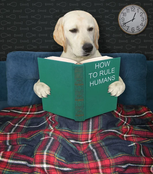 Nocy Mądry Pies Czyta Książkę Tym Jak Rządzić Ludźmi Swoim — Zdjęcie stockowe