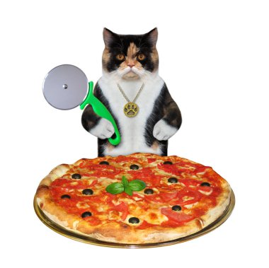 Çok renkli bir kedi özel bir bıçakla pizzayı dilimlere ayırıyor. Beyaz arka plan. İzole edilmiş.