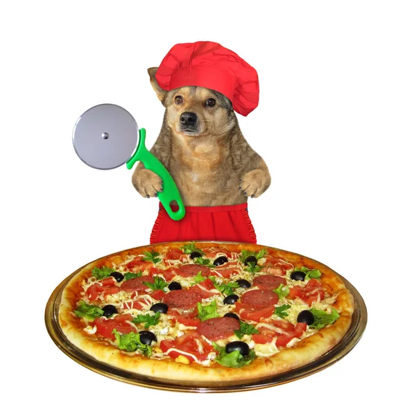 Een Hond Met Een Rode Koksmutsen Snijdt Een Pizza Plakjes — Stockfoto