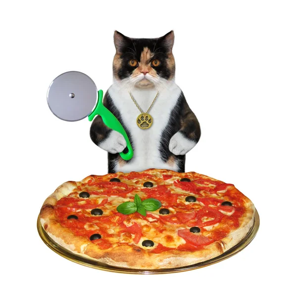 Egy Sokszínű Macska Szeleteli Pizzát Egy Speciális Késsel Fehér Háttér — Stock Fotó