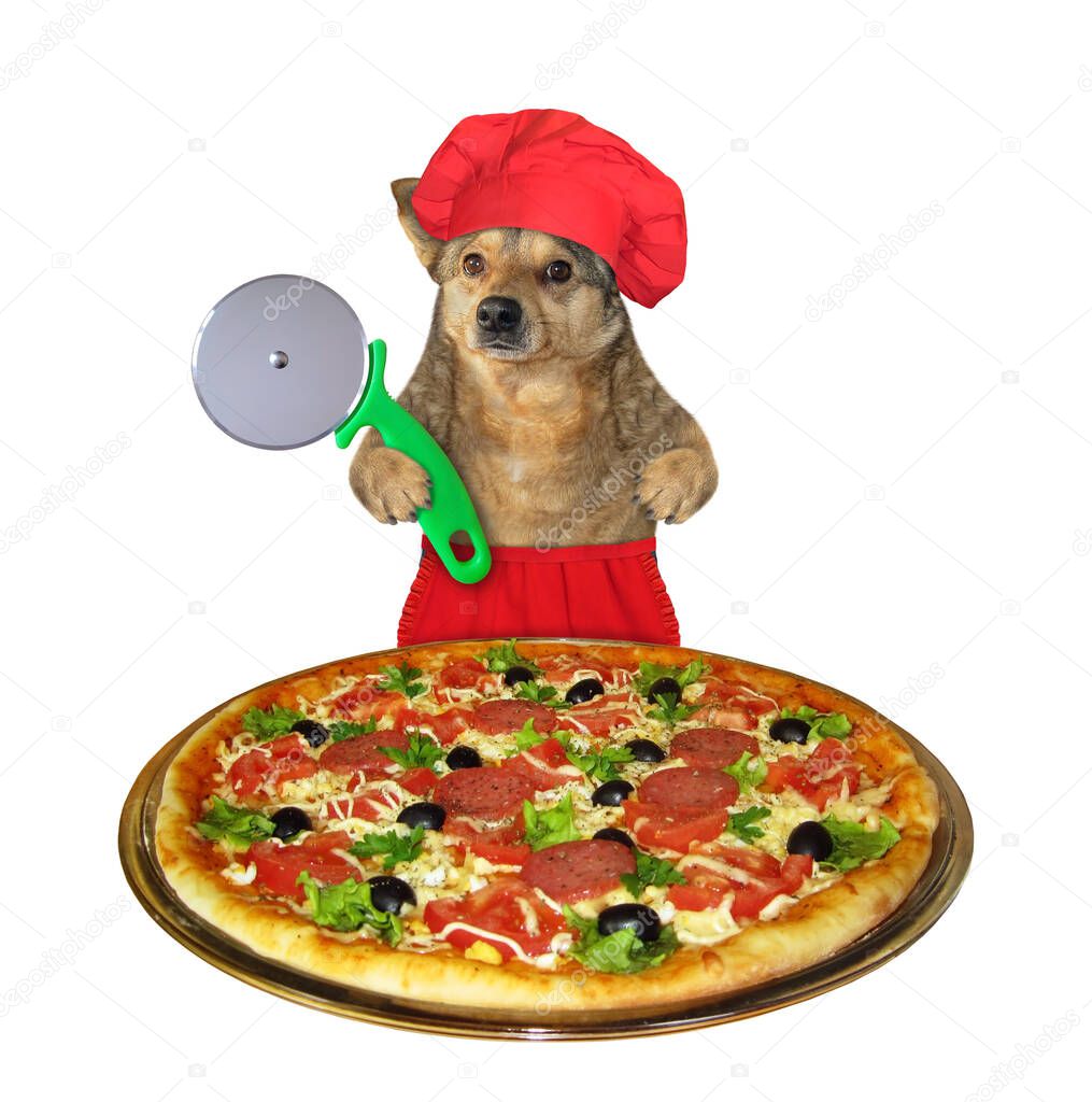 A dog in a red chef hat is cutting a pizza on slices with a special knife. White background. Isolated.