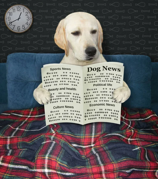 At night a smart dog is reading a newspaper in his bed.