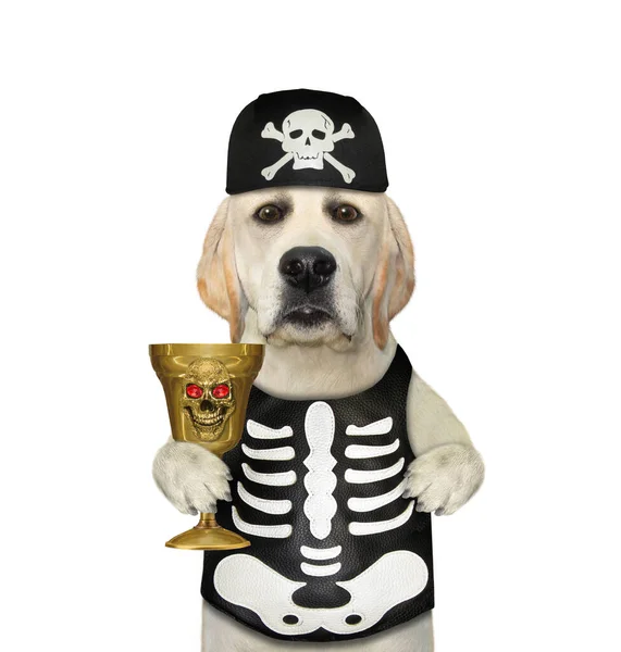 Ein Hund Skelettkostüm Trinkt Halloween Aus Einem Goldenen Becher Weißer — Stockfoto