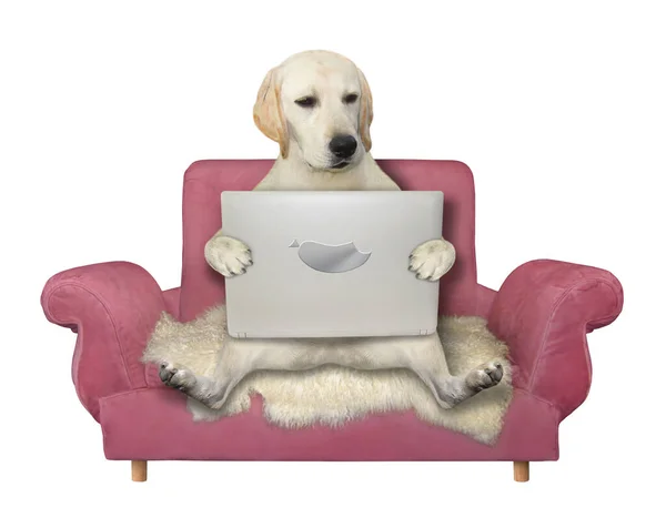 Собака Сидить Дивані Дивиться Екран Ноутбука Білий Фон Ізольовані — стокове фото