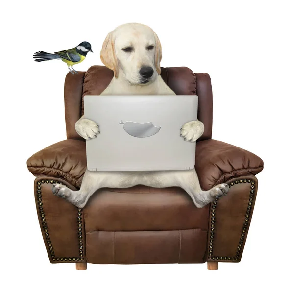 Dog Sitting Brown Leather Armchair Looking Screen Laptop White Background — Stock Photo, Image