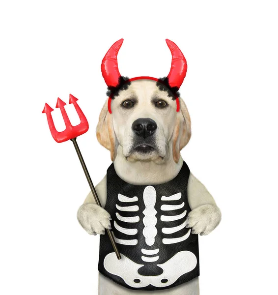 Ein Hund Skelettkostüm Und Mit Roten Hörnern Knutscht Einen Teufelsspieß — Stockfoto