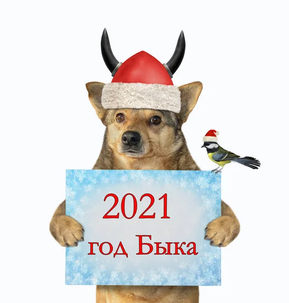 Cão Capacete Viking Santa Detém Sinal Que Diz 2021 Ano — Fotografia de Stock