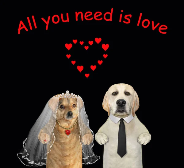 Ein Paar Hunde Heiraten Alles Man Braucht Ist Liebe Schwarzer — Stockfoto