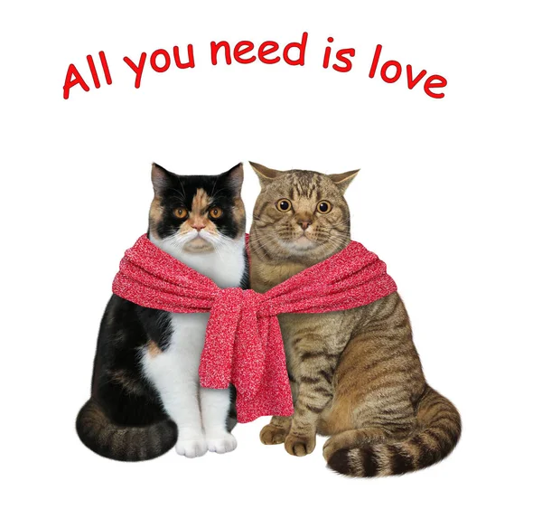 Zwei Katzen Werden Mit Einem Roten Strickschal Zusammengebunden Alles Man — Stockfoto
