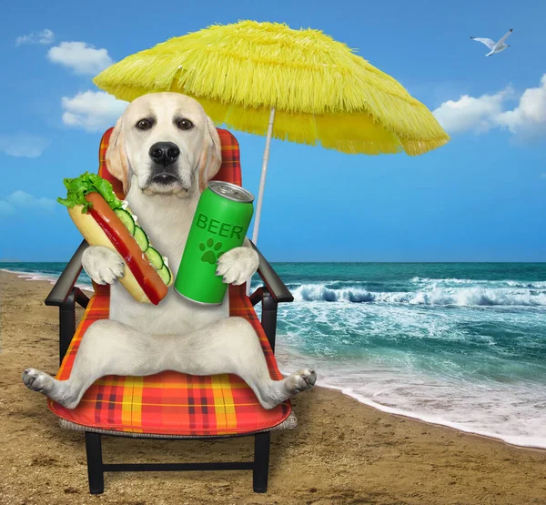 Ein Hund Sitzt Auf Einem Strandkorb Und Trinkt Bier Mit — Stockfoto