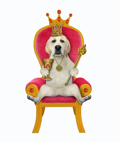 Dog Gold Crown Holding Goblet Rubies Royal Scepter Red Throne — Stock Photo, Image