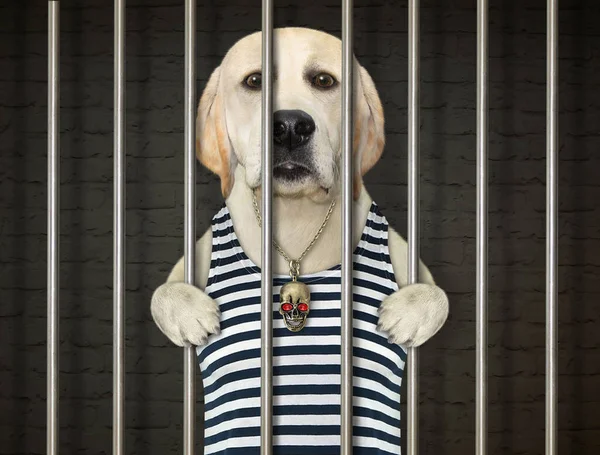 Був Заарештований Собака Матросній Сорочці Він Ґратами Язниці — стокове фото