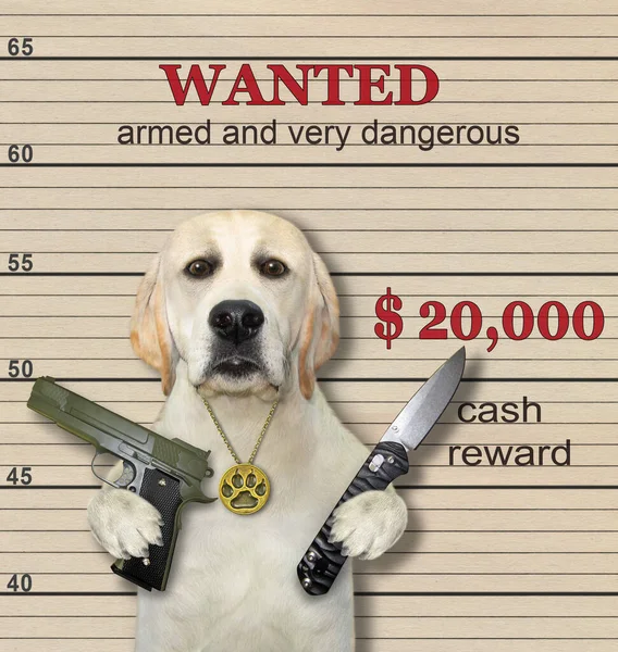 A dog criminal holds a gun and a knife. He is wanted. Lineup beige background.