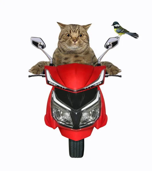 ベージュの大きな目の猫が赤いバイクに乗っています 正面図 白地だ — ストック写真