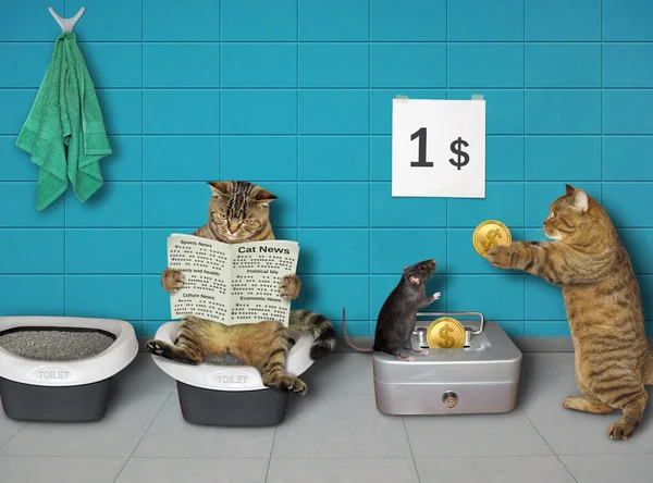 Katzen Befinden Sich Einer Öffentlichen Toilette Eine Schwarze Ratte Verlangt — Stockfoto