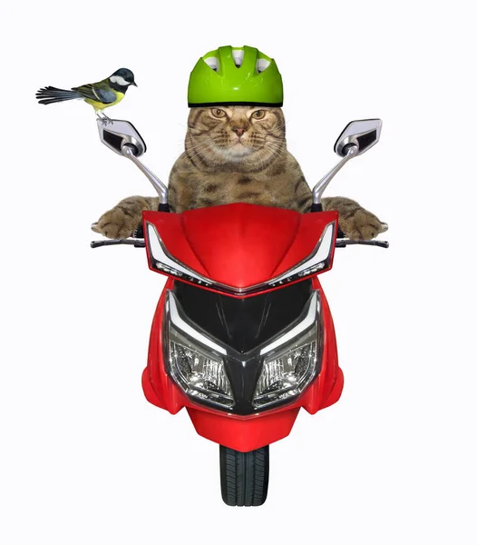 緑のヘルメットのベージュの猫が赤いバイクに乗っています 正面図 白地だ — ストック写真