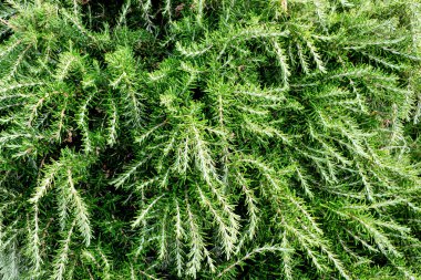 Bahçesinde taze biberiye çalılar. Yeşil ot çalılar açık büyümek.