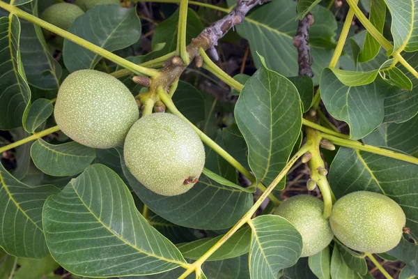 Frutas Jóvenes Verdes Frescas Nuez Una Rama Árbol Con Hojas —  Fotos de Stock