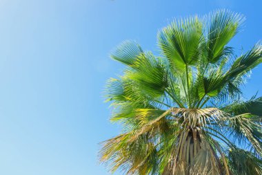  Hindistan cevizi ağacı tropikal sahilinde. Uzay kopyalayın. Konsept tatil, turizm, egzotik resort.