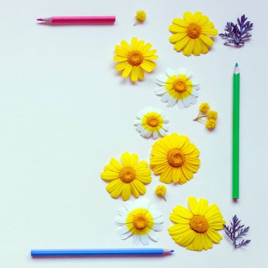 Hafif bir tuval üzerine bir kare şeklinde parlak papatya ve renkli kalemler vardır. Kavram - eğitim, çizim, yaratıcılık. Kopya alanı.