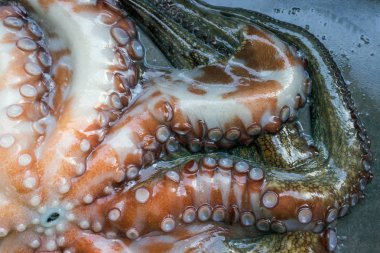 Tüm çiğ ahtapot siyah bir taş tablo. Kavram - sağlıklı gıda, taze deniz ürünleri. Seçici odak.