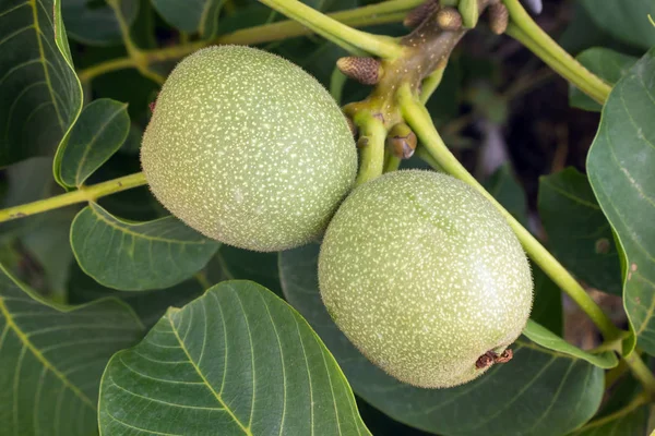 Čerstvé Zelené Mladé Plody Ořech Větev Stromu Listy — Stock fotografie