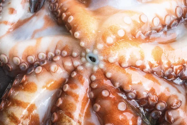 Tüm çiğ ahtapot siyah bir taş tablo. Kavram - sağlıklı gıda, taze deniz ürünleri. Seçici odak.