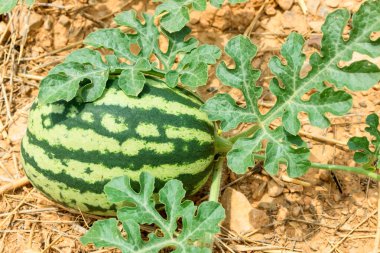Genç karpuz Bahçe en iyi açık hava. Organik gıda. Seçici odak.