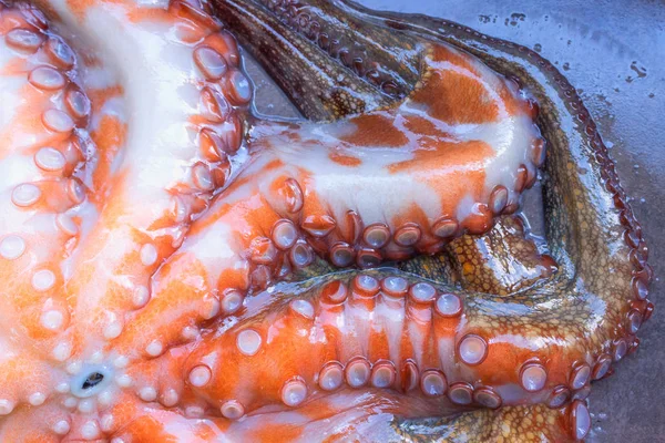 Tüm çiğ ahtapot siyah bir taş tablo. Kavram - sağlıklı gıda, taze deniz ürünleri. Seçici odak.