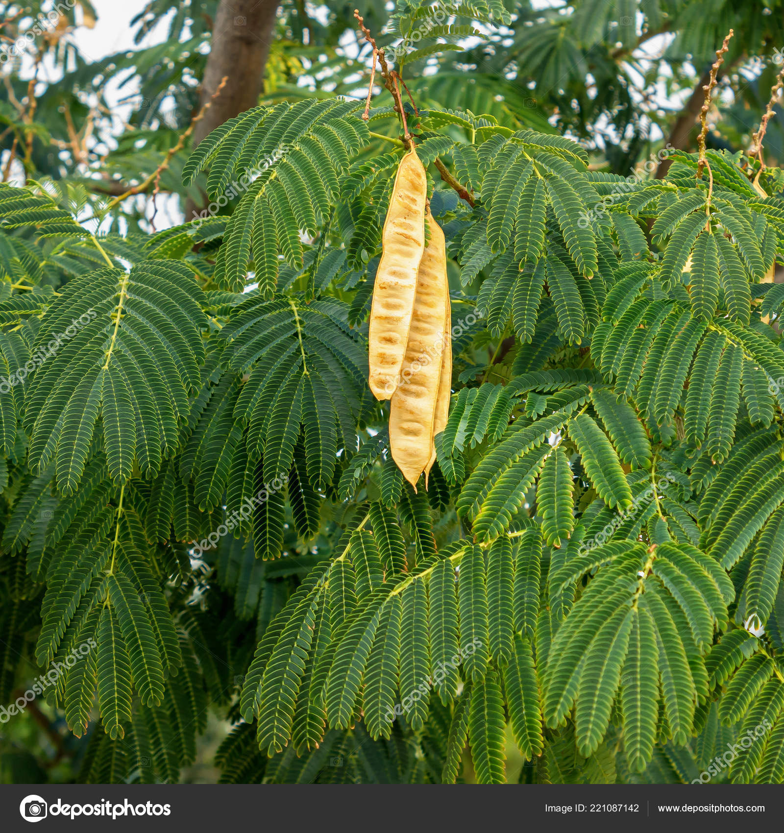 Acacia Tree Seeds