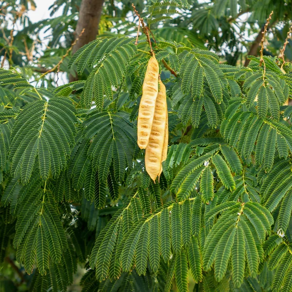 Árbol Acacia Con Vainas Colgantes Leucaena Leucocephala —  Fotos de Stock