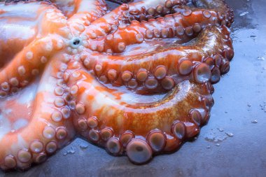 Tüm çiğ ahtapot siyah bir taş tablo. Kavram - sağlıklı gıda, taze deniz ürünleri. Seçici odak.