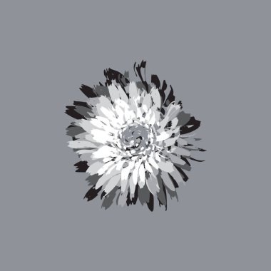 Krizantem gri bir arka plan üzerinde. Vektör çizim