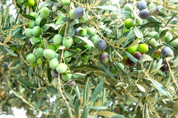 Maturare Olive Verdi Nere Albero Pronto Raccolto Autunno Grecia Luce — Foto Stock