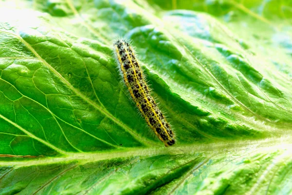 Chenille Sur Une Laitue Vert Vif Larve Sur Plante Jardin — Photo