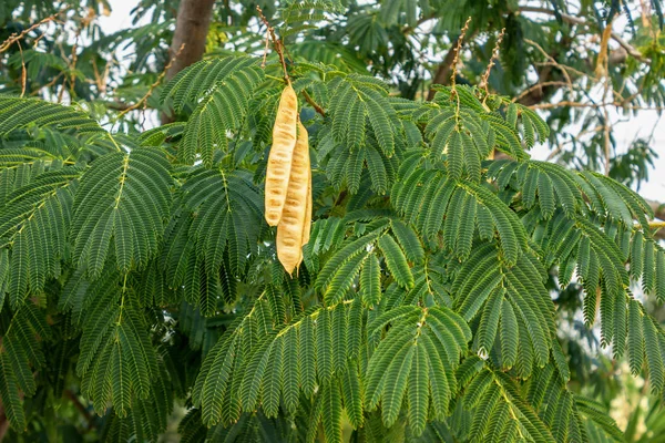 Pohon Acacia Dengan Biji Gantung Polong Leucaena Leucocephala — Stok Foto